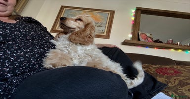 Cocker Spaniel dogs Cocker spaniel show type  - Advert 8