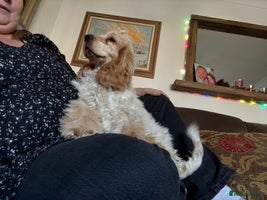 Cocker Spaniel dogs Cocker spaniel show type - Advert 8