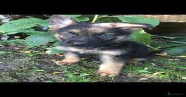 German Shepherd dogs - Advert 3