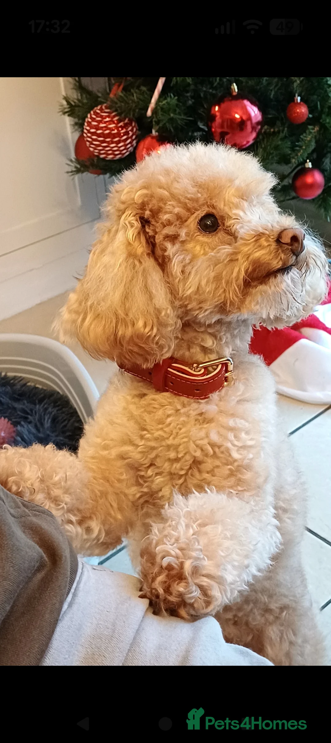 Toy Poodle dogs for stud: K.C. Registered Gentle Proven Stud - Advert 2