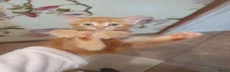 Mixed Breed cats for sale: Kittens for sale  - Advert 17