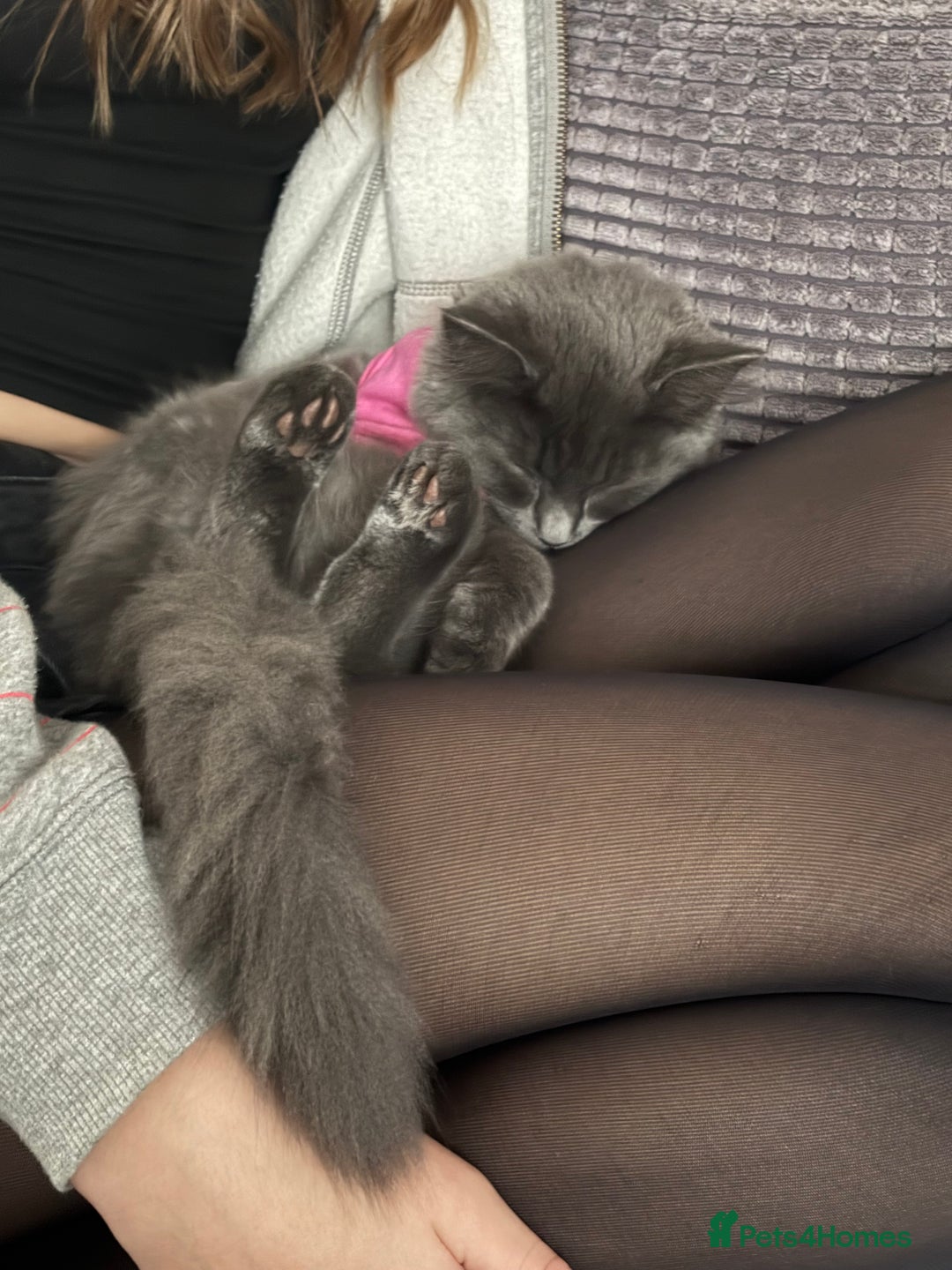 British Shorthair cats for sale: Pale grey female kitten  - Advert 2