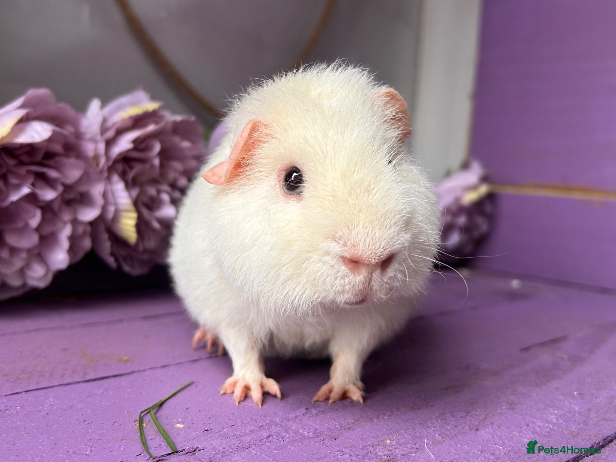 Guinea Pig rodents Young Pure Bred Teddy Boar - Advert 2