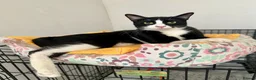 Arabian Mau cats for adoption: Two Male Rescue Cats for Adoption Together - Advert 3