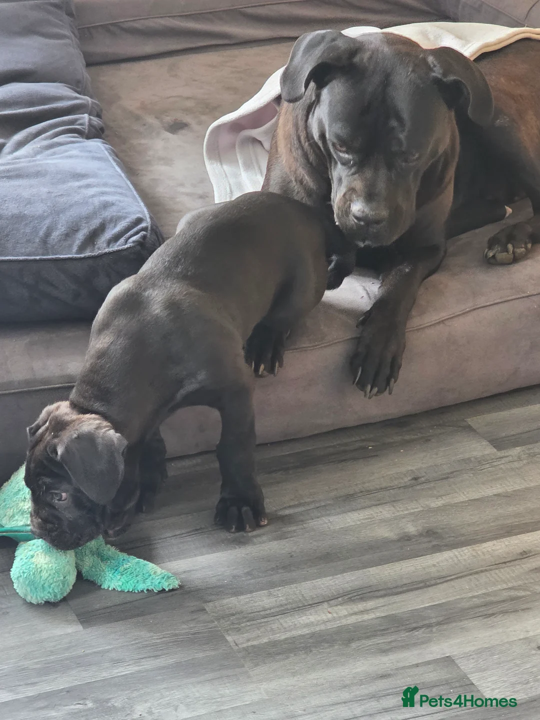 Cane Corso dogs for sale: Absolutely stunning huge cane corso puppies  - Advert 2