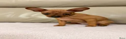 Russian Toy Terrier dogs for sale: Russian Toy Terrier - Advert 4
