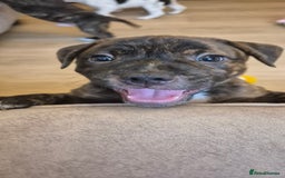 Staffordshire Bull Terrier dogs for sale: 4 PUPPIES STILL AVAILABLE - Image 10