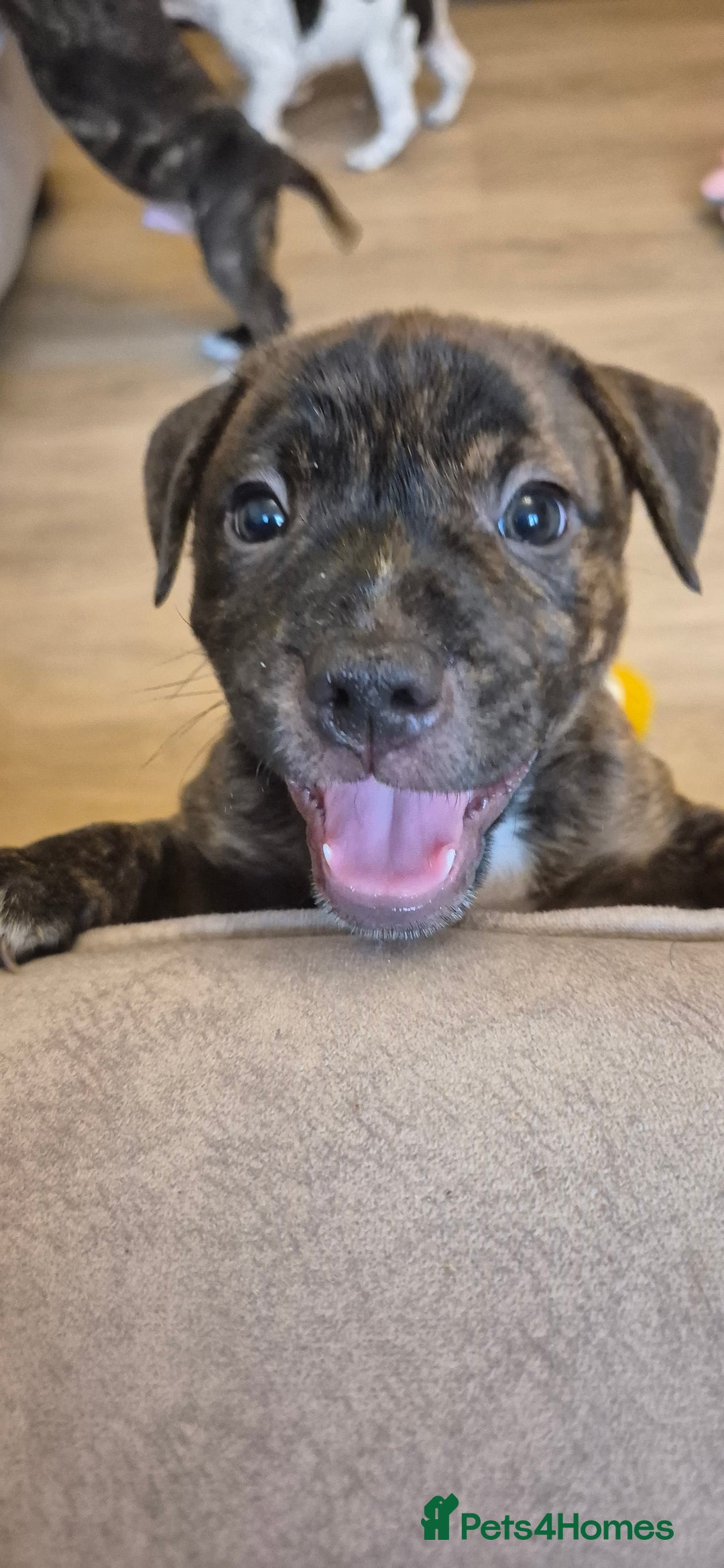 Staffordshire Bull Terrier dogs for sale: 4 PUPPIES STILL AVAILABLE - Image 10