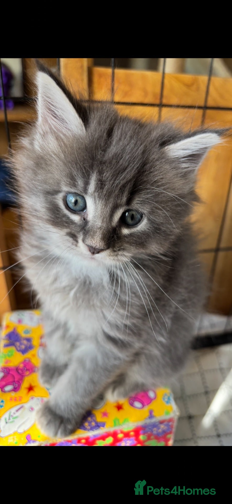Maine Coon cats Silver grey striped - Advert 4