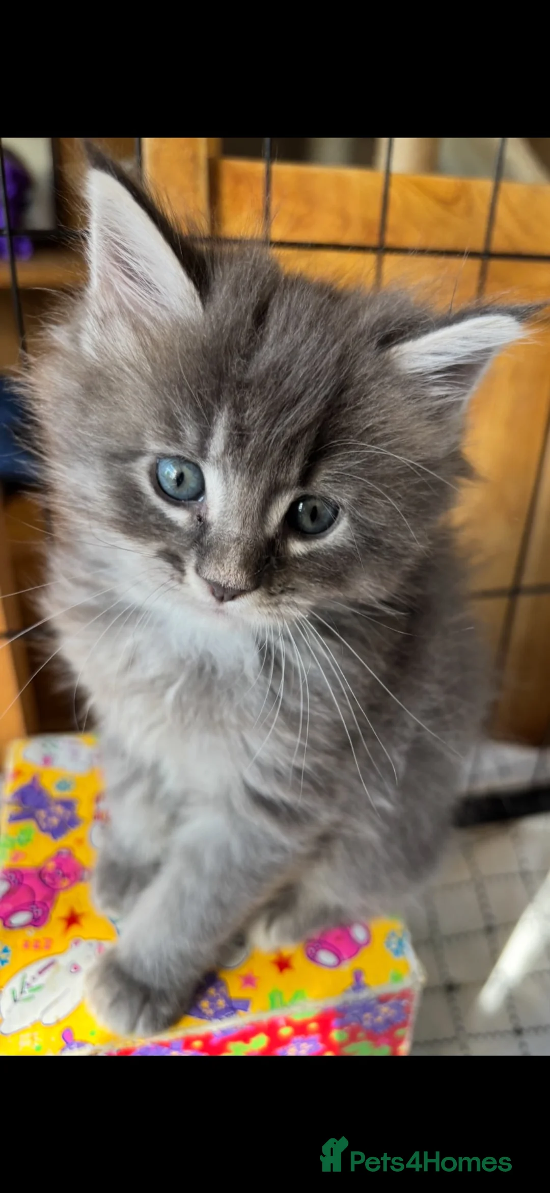 Maine Coon cats for sale: Silver grey striped in Liverpool - Advert 1