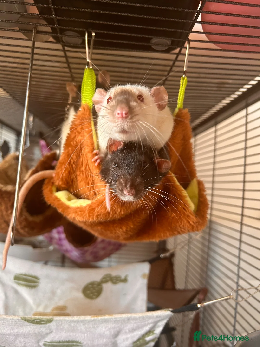 Rat rodents for sale: group of 4 friendly rats (cage+everything incl) - Advert 2