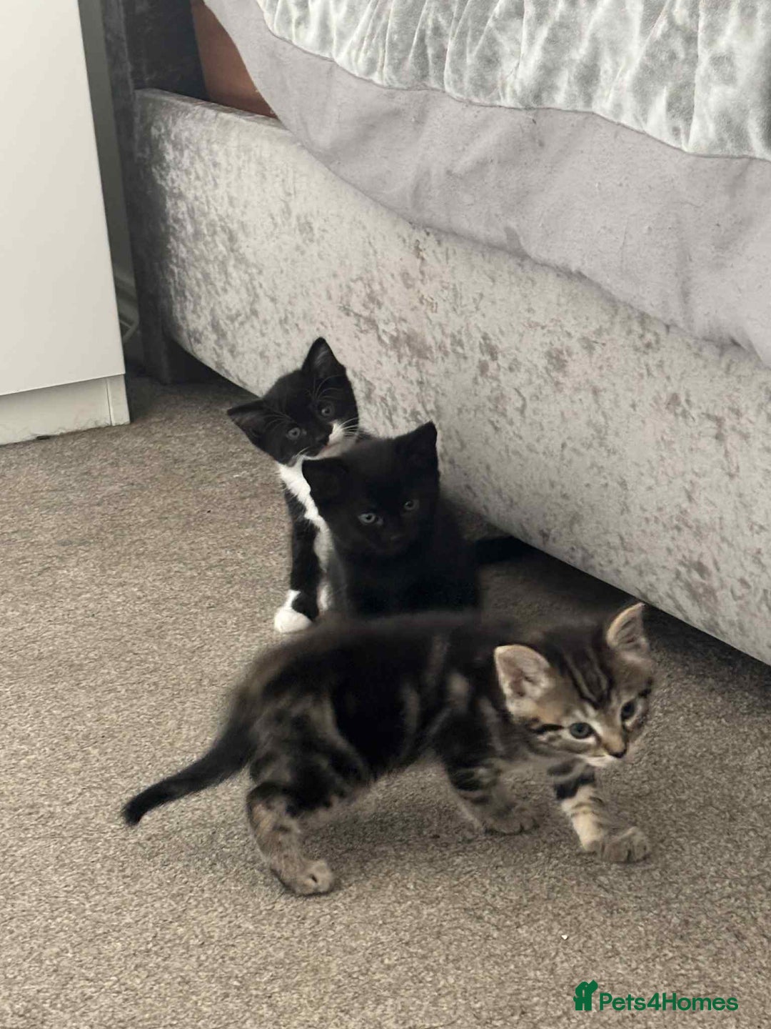 Mixed Breed cats for sale: Mixed breed cats  - Image 18