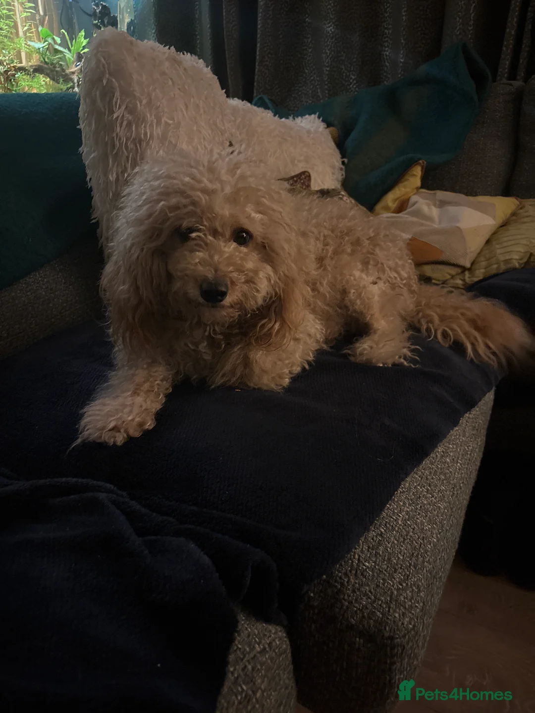 Mixed Breed dogs for sale: gorgeous cockacavapoochon for sale, !!LAST ONE!! - Advert 6