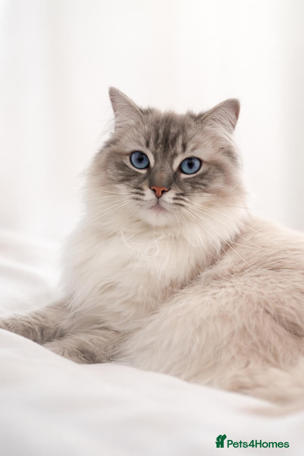 Ragdoll cats Stunning ragdoll kittens  - Advert 1