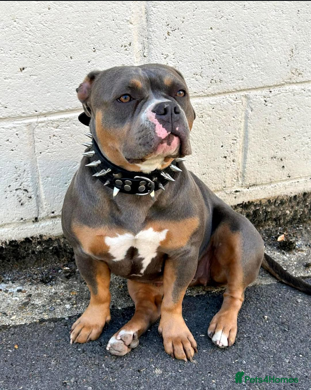 American Bully dogs for sale: Blue Tri Female Pocket Bully For Sale - Advert 1