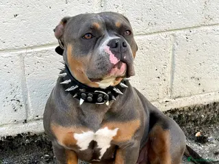 American Bully dogs Blue Tri Female Pocket Bully For Sale - Advert 11