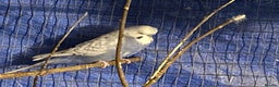 Budgerigars birds for sale: 3 boy budgies for sale  - Advert 10