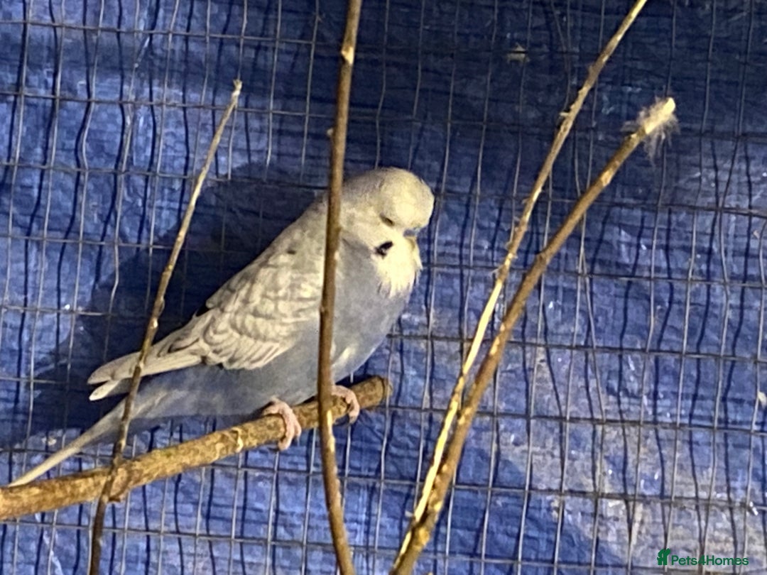 Budgerigars birds for sale: 3 boy budgies for sale  - Advert 10
