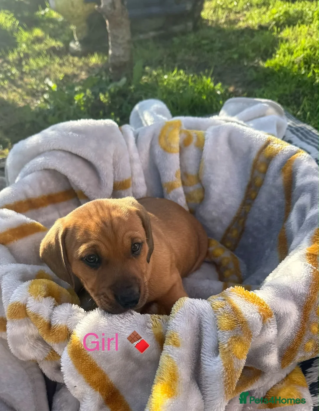 Mixed Breed dogs for sale: 🐾 4 BEAUTIFUL AMERICAN BULLDACH PUPPIES  - Advert 2