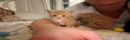 Mixed Breed cats for sale: Beautiful Family-Raised Kittens - Advert 26