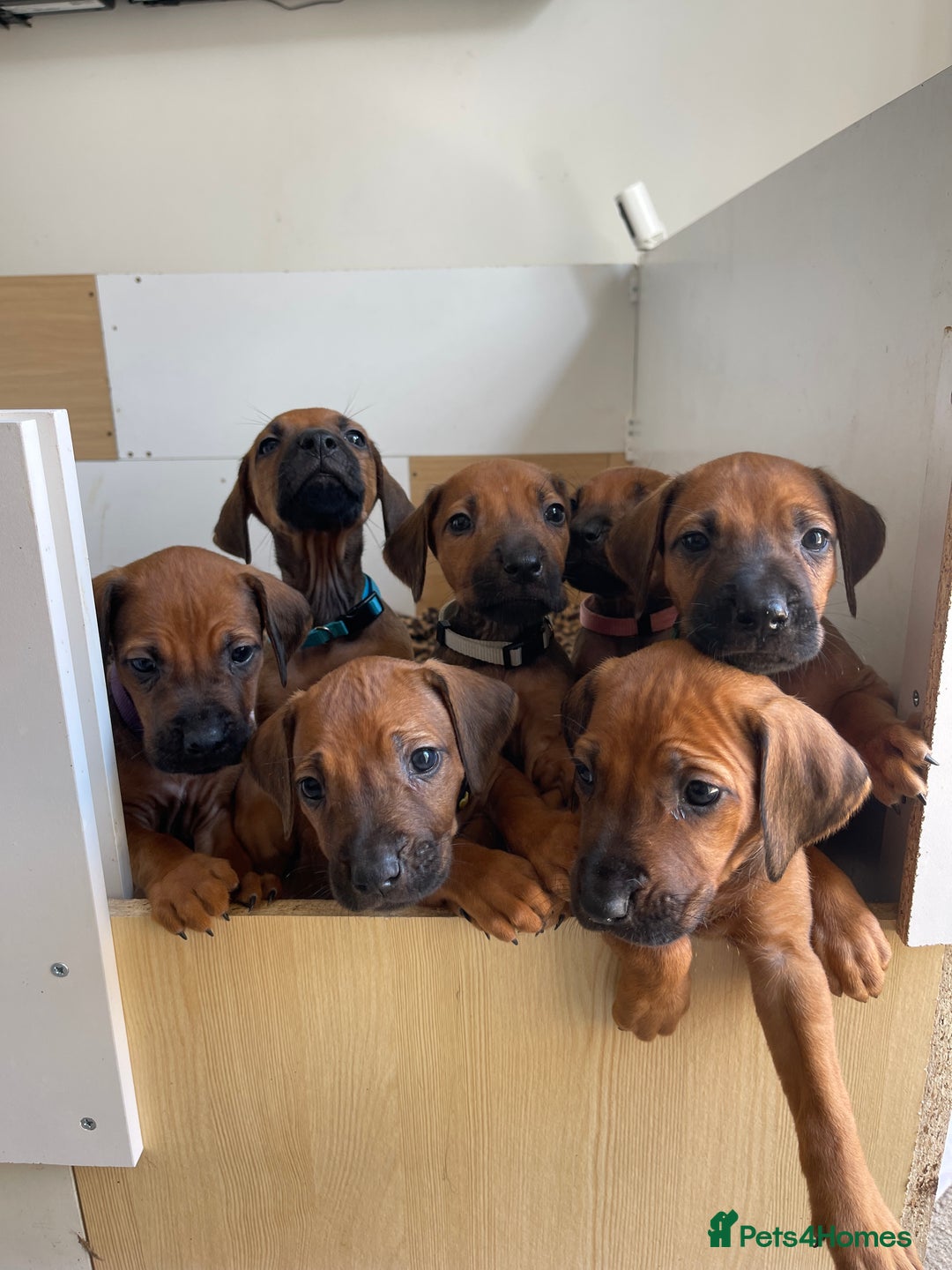 Rhodesian Ridgeback dogs for sale: Pedigree Ridgeback Puppies - READY FOR VIEWING in Scunthorpe - Image 25