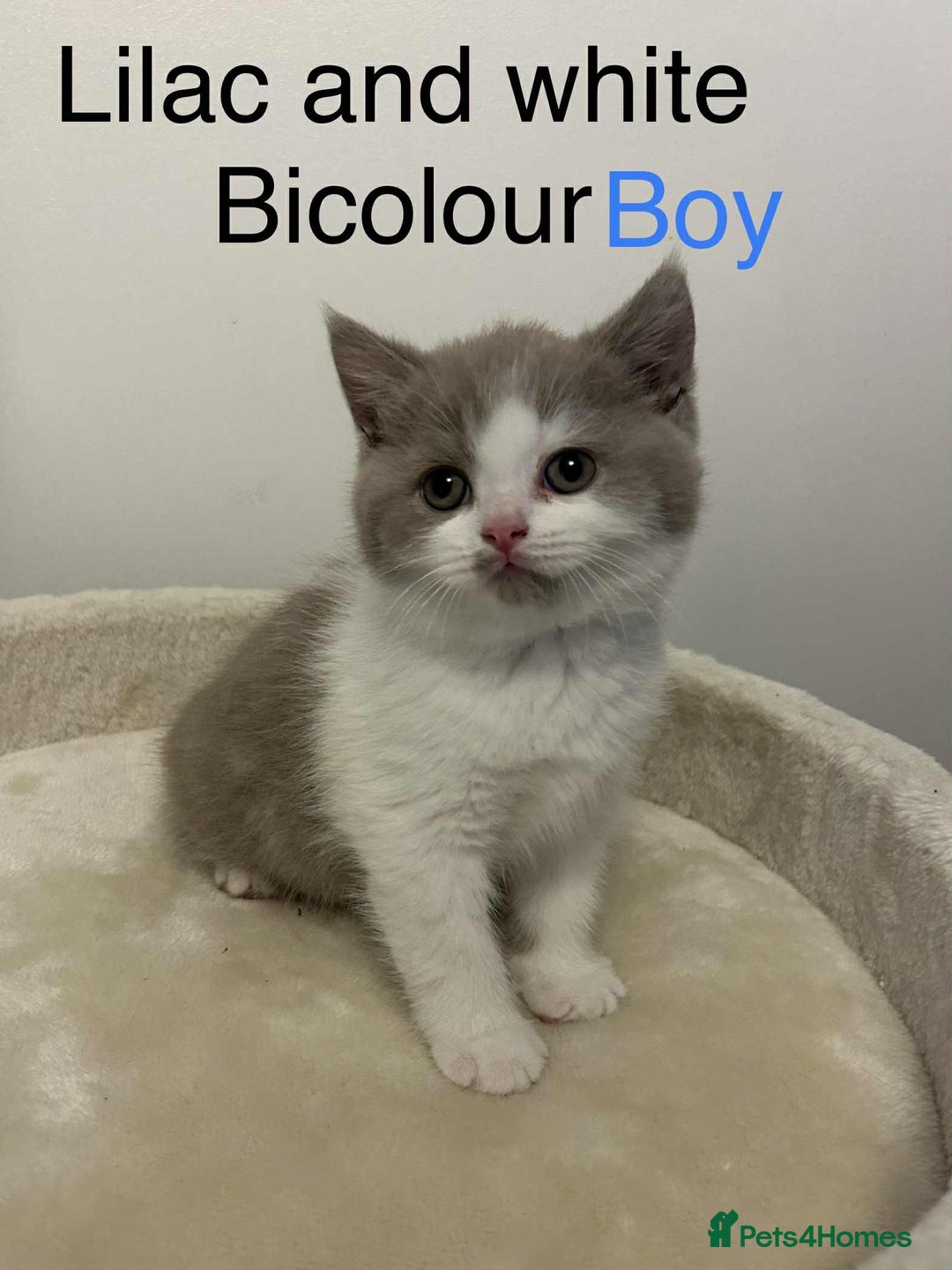 British Shorthair cats for sale: BSH Kittens - Image 7