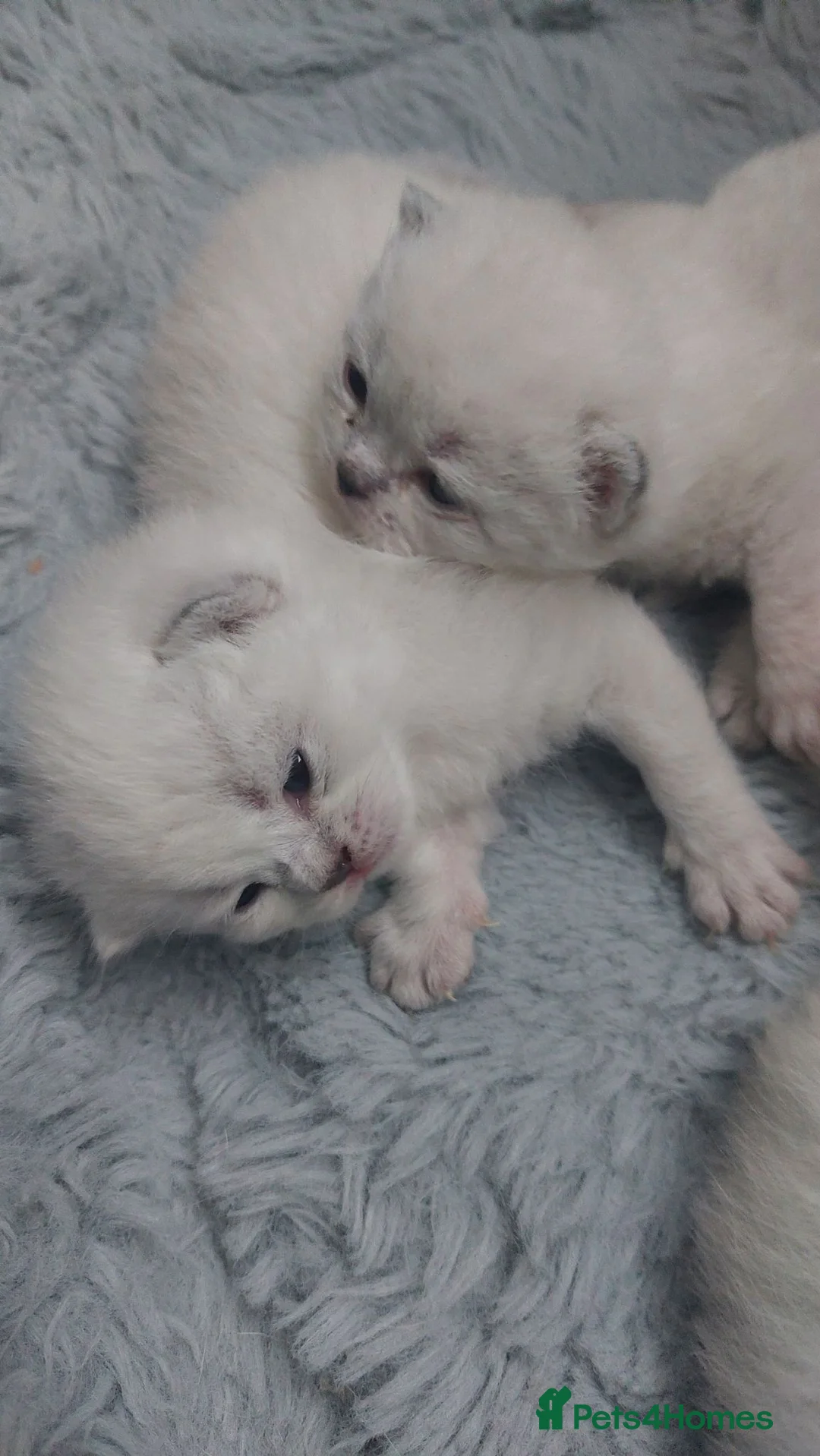 British Shorthair cats for sale: KITTEN BRITISH-SHORTHAIR! -4 Adorable Girl Kittens in London - Advert 2