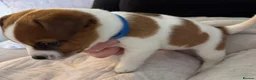 Jack Russell dogs for sale: Jack Russell Puppies in York - Advert 28