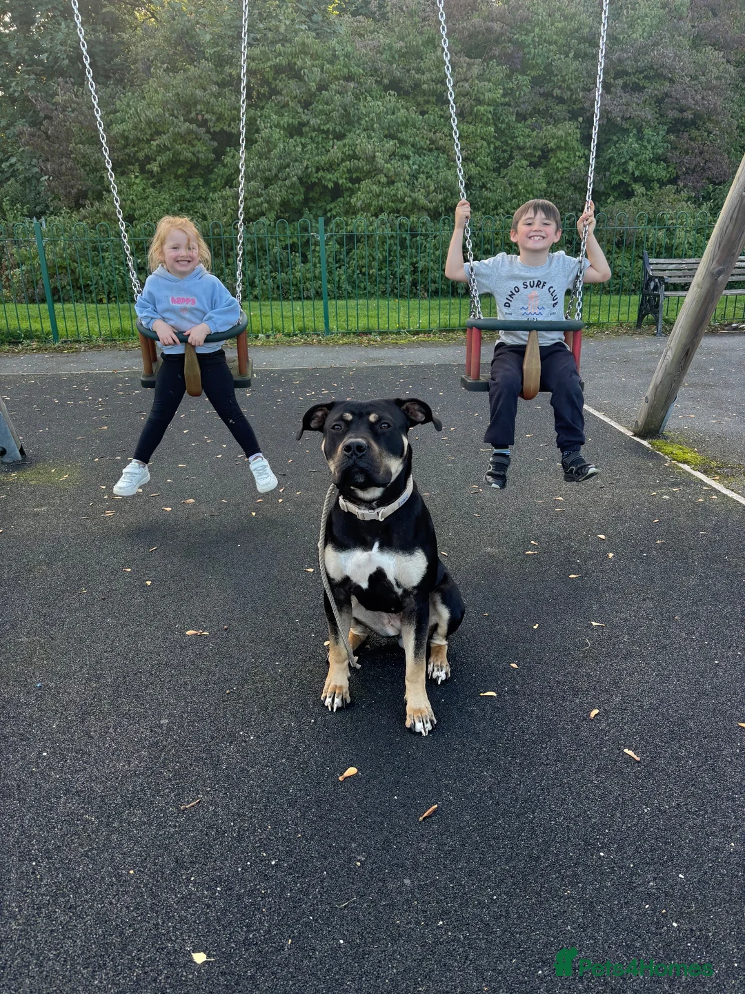 Presa Canario dogs for sale: Nyla 1 year old - Advert 1