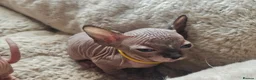 Sphynx cats for sale: 5 star kittens for 5 star homes - Advert 18