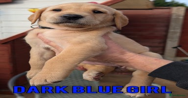 Labrador Retriever dogs - Advert 11