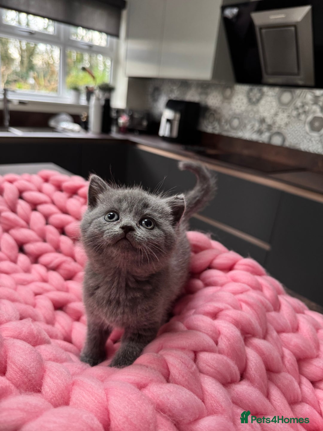 Scottish Fold cats for sale: Scottish Fold Kittens – Raised in our Family Home  - Advert 12