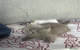 British Shorthair cats for sale: Adorable, Sweet, and Playful    - Image 3