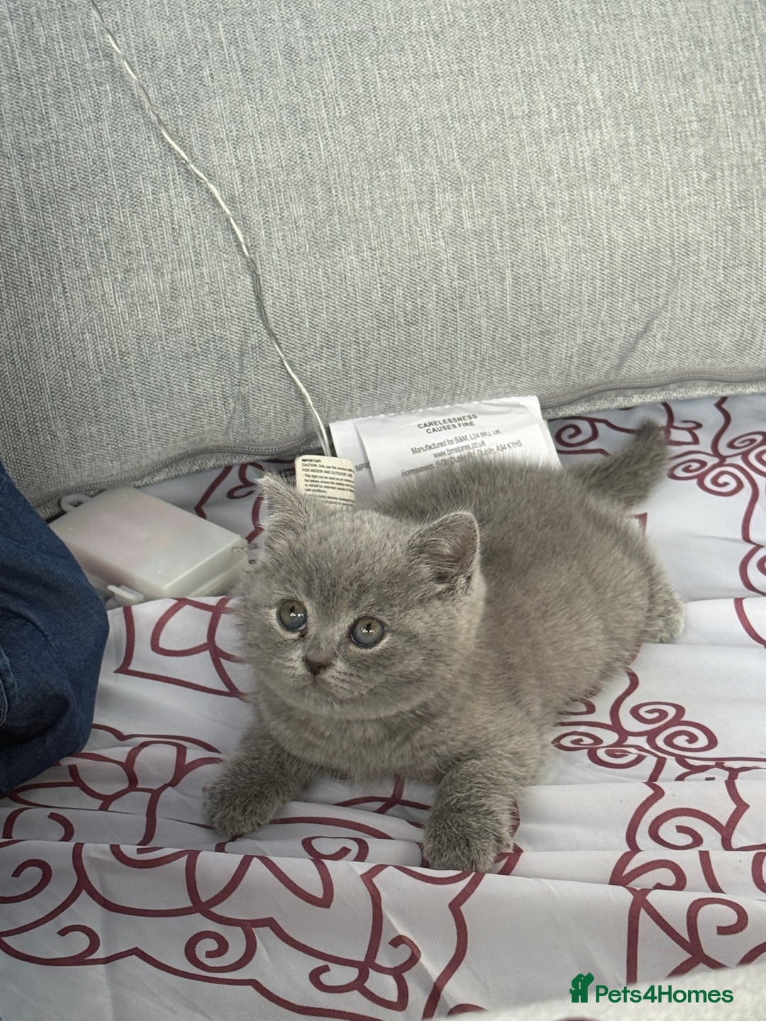 British Shorthair cats for sale: Adorable, Sweet, and Playful    - Image 3