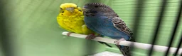 Budgerigars birds for sale: Black face and black wing proven pair  - Advert 3