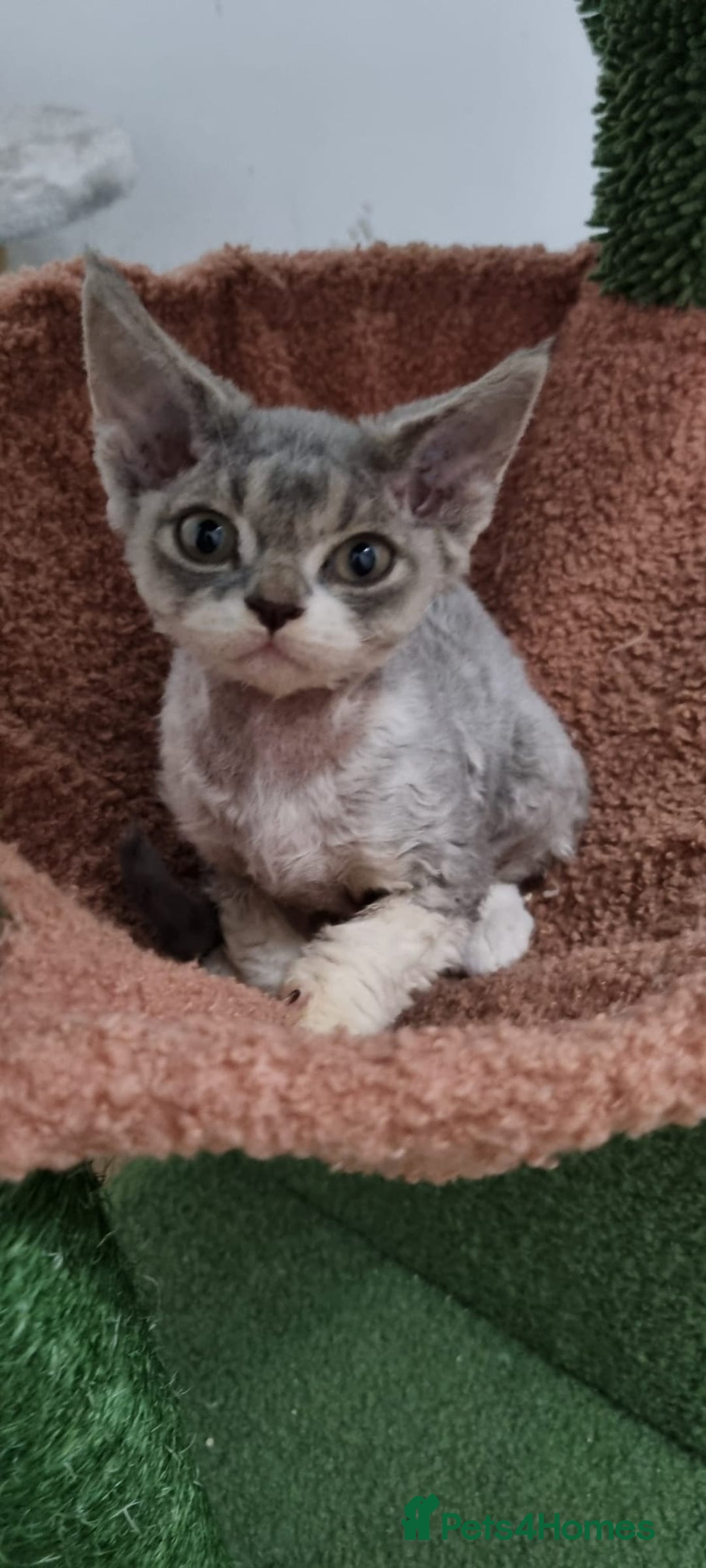 Devon Rex cats for sale: Three lovely brothers and sister - Advert 11