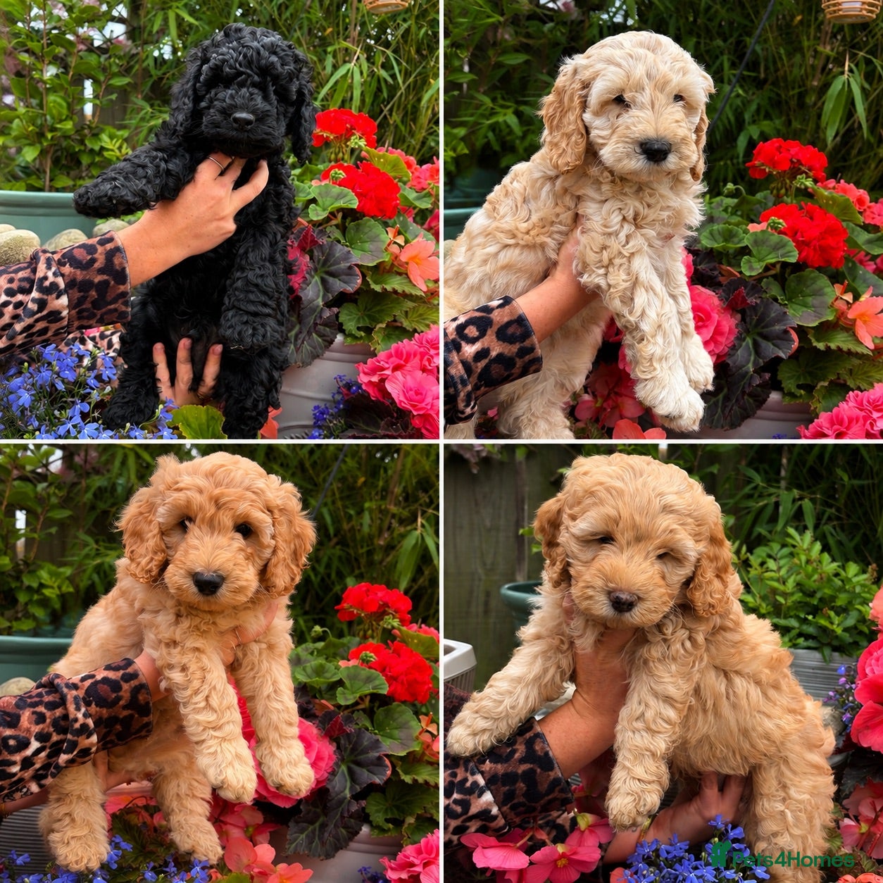 Cockapoo dogs Cockapoo F1B - 3/4 Toy Poodle puppies - Advert 6