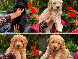 Cockapoo dogs Cockapoo F1B - 3/4 Toy Poodle puppies - Advert 6