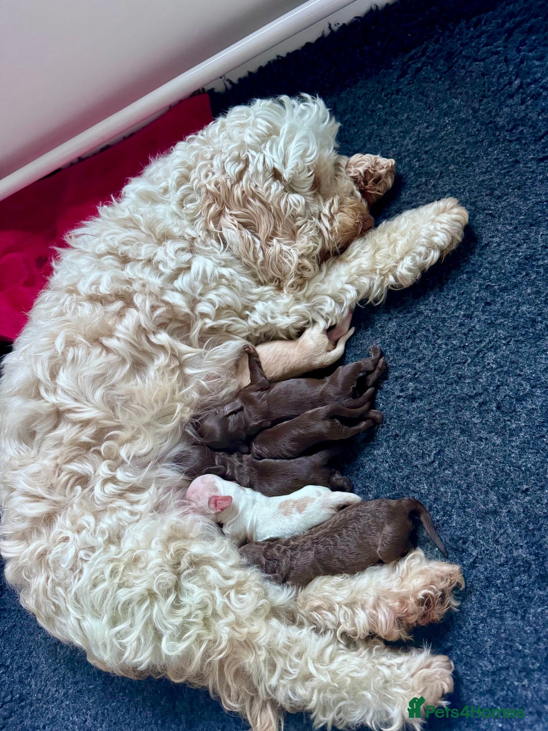 Cockapoo dogs for sale: STUNNING RARE CHOCOLATE COCKAPOO PUPPIES FOR SALE  - Advert 3