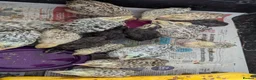 Quail poultry for sale: Quail chicks available  - Advert 2
