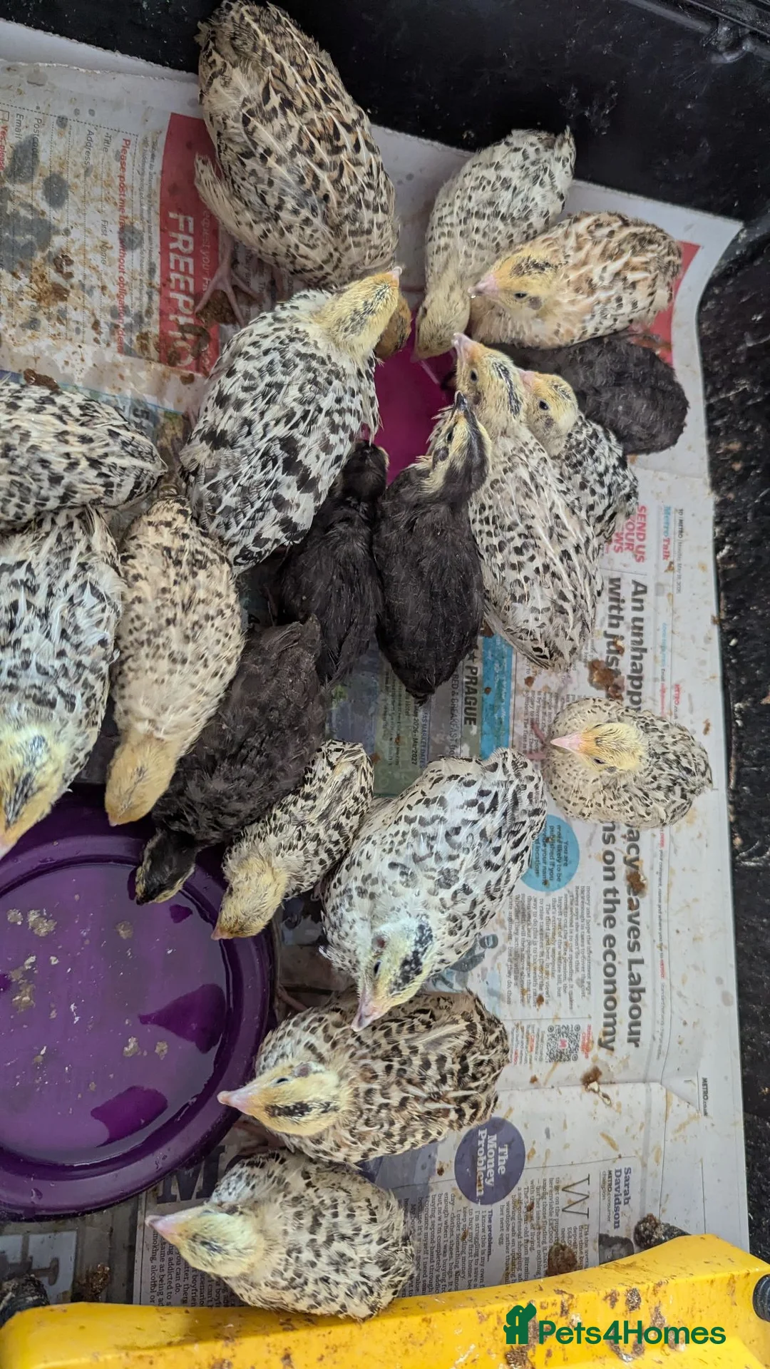 Quail poultry for sale: Quail chicks available  - Advert 2