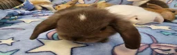 Mixed Breed rabbits for sale: 8 babies bunnies - Advert 7