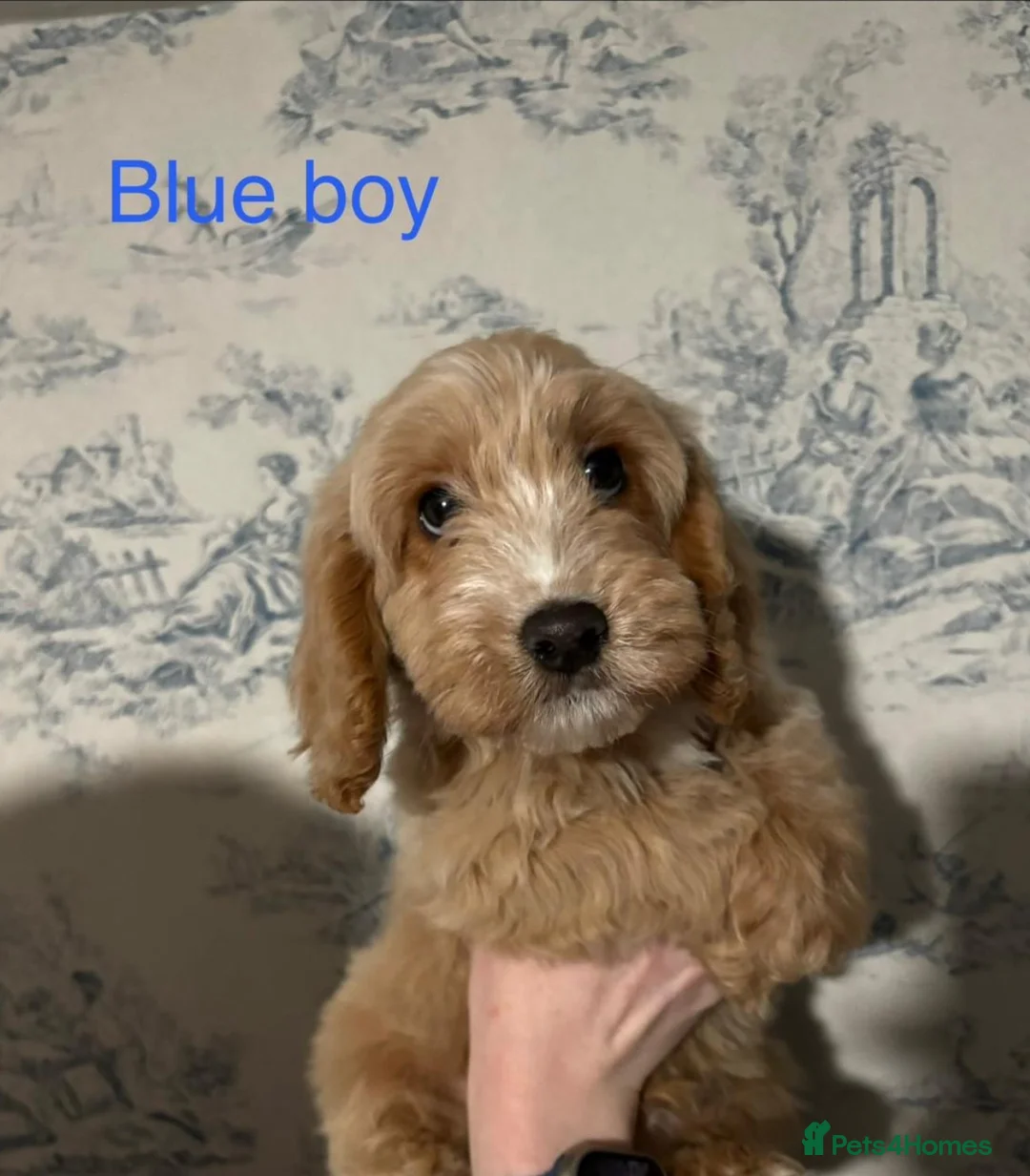 Cockapoo dogs for sale: Beautiful F1b Cockerpoo Puppies – in Bradford - Advert 1