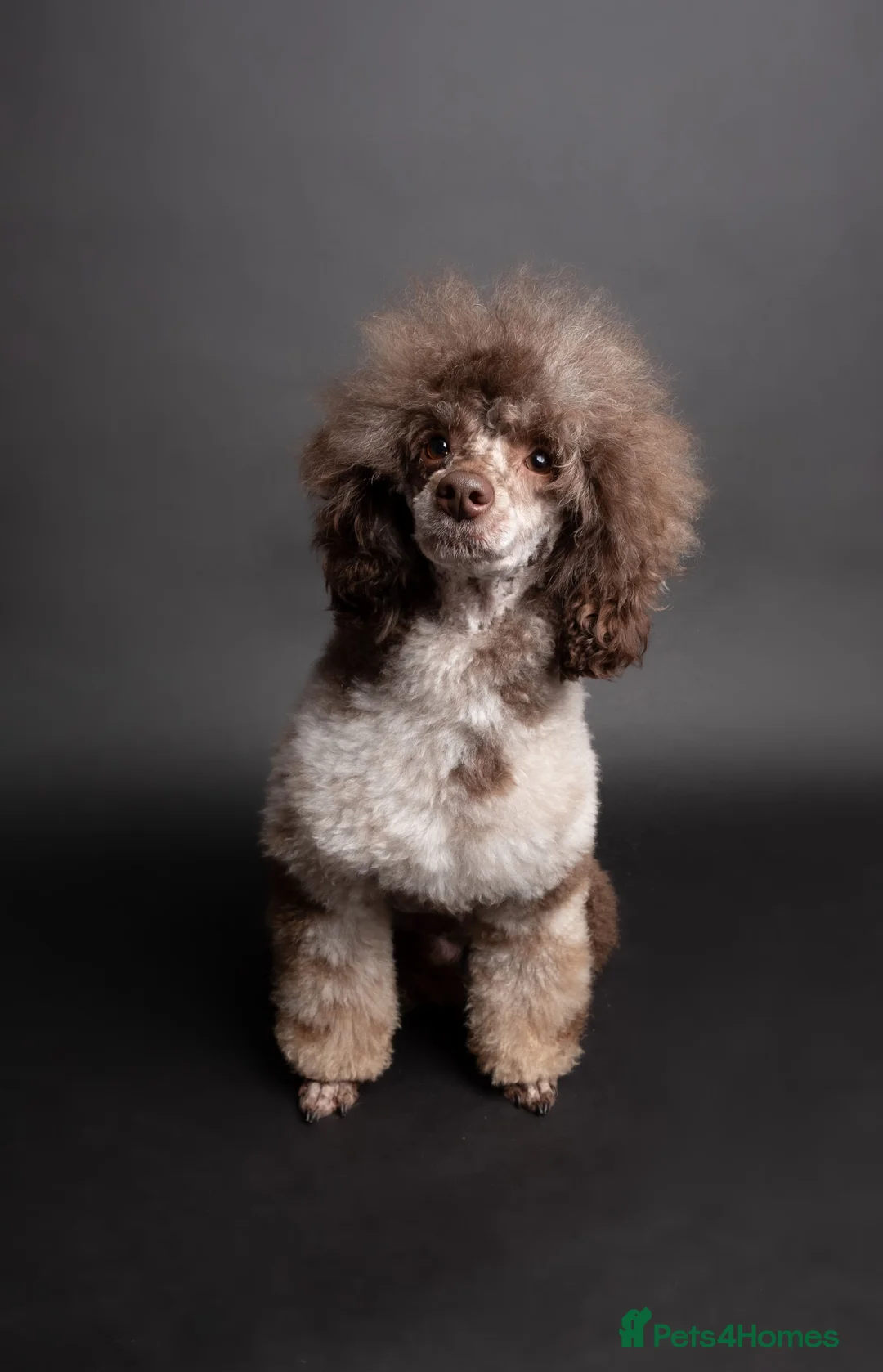 Toy Poodle dogs for stud: EXTENSIVELY HEALTH TESTED BROWN MERLE POODLE STUD in Hoddesdon - Advert 9