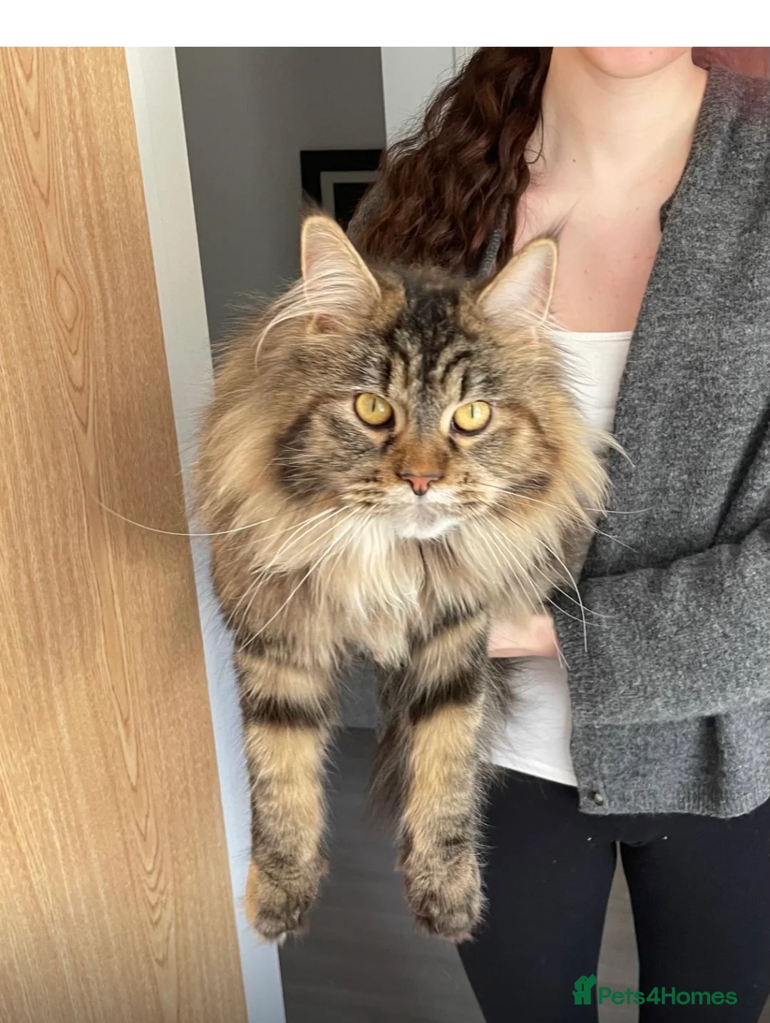 Mixed Breed cats for sale: Maine Coon X kitten - Oxfordshire - Advert 5