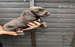 Cocker Spaniel dogs for sale: Cocker spaniel female puppies  - Image 23