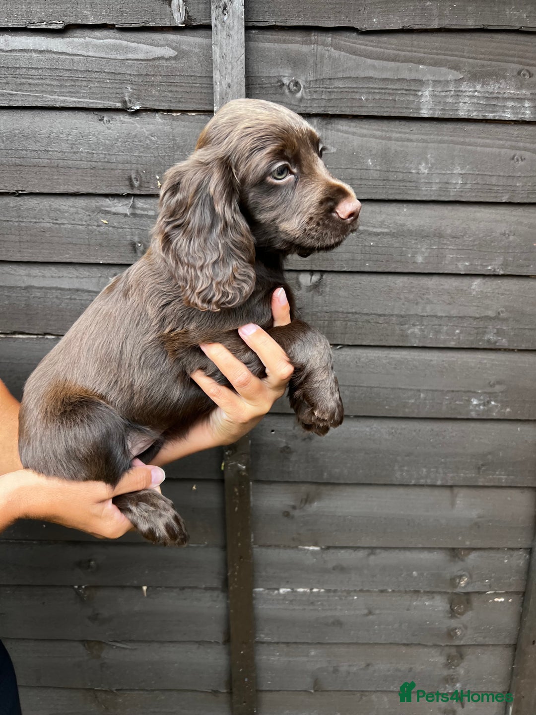 Cocker Spaniel dogs for sale: Cocker spaniel female puppies  - Image 23