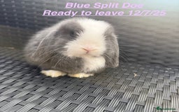 Mini Lop rabbits for sale: Mini Lops Bunnies. READ DESCRIPTION - Updated 22/7 in Chard - Image 9