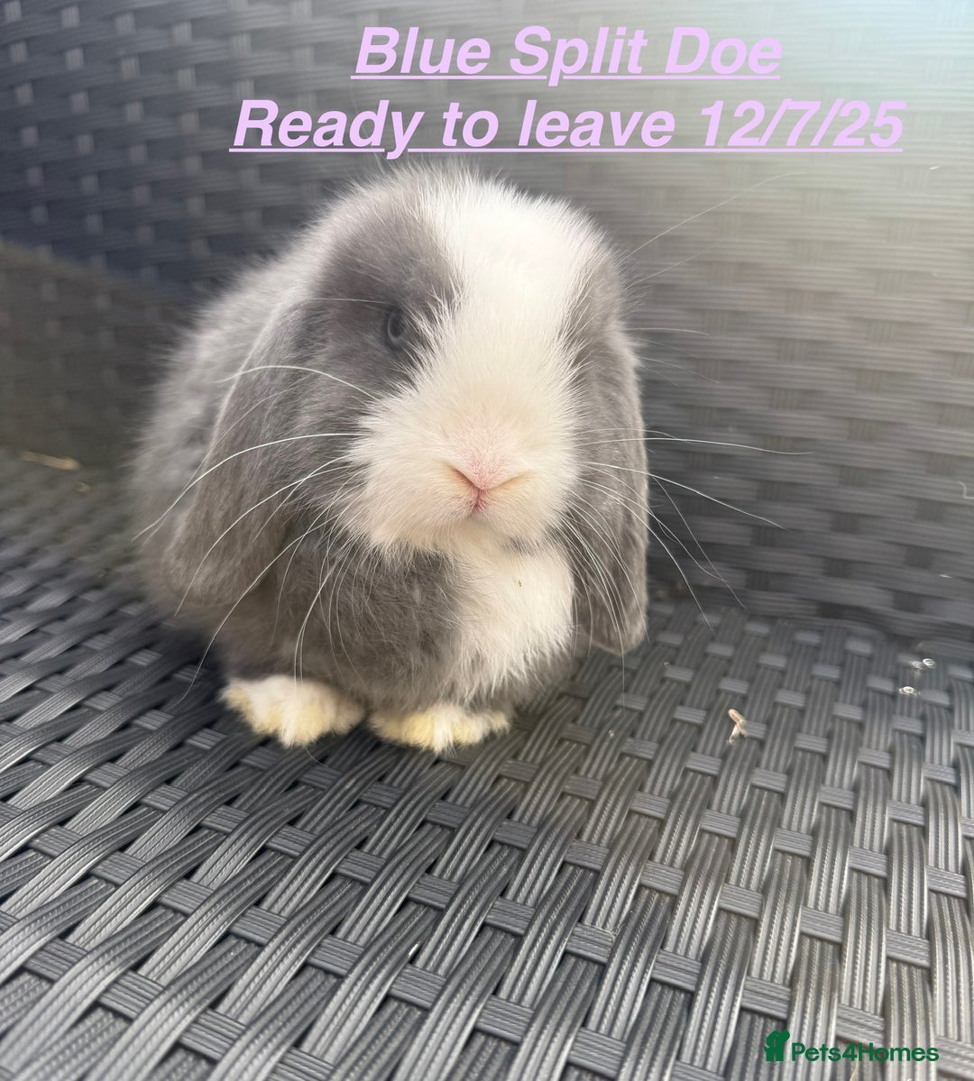 Mini Lop rabbits for sale: Mini Lops Bunnies. READ DESCRIPTION - Updated 22/7 in Chard - Image 9
