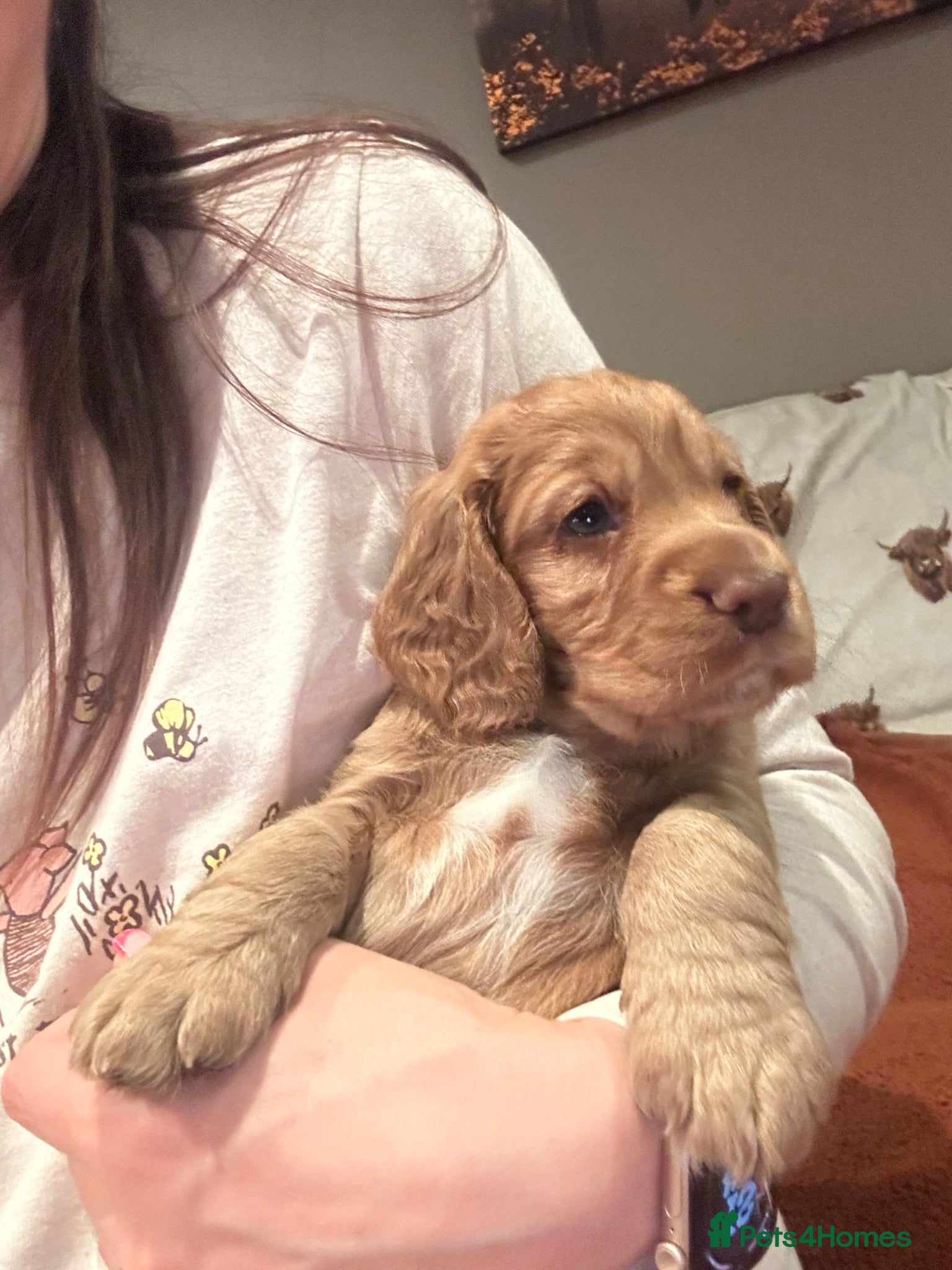 Cocker Spaniel dogs Stunning Cocker Spaniel Puppies  - Advert 1
